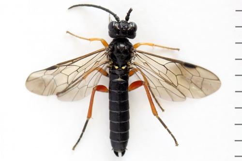Emphytus truncatus