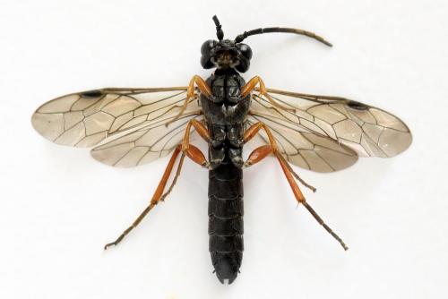 Emphytus truncatus