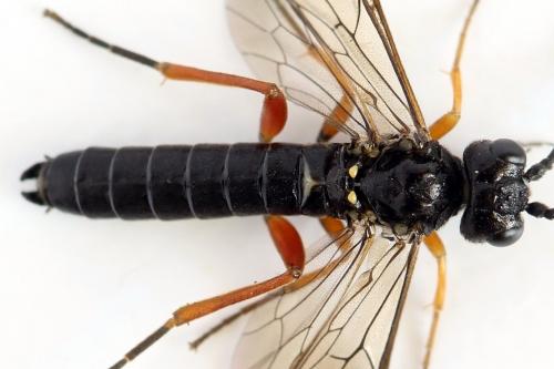 Emphytus truncatus