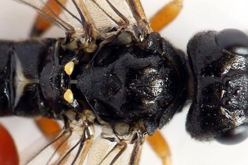 Emphytus truncatus