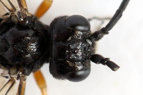 Emphytus truncatus