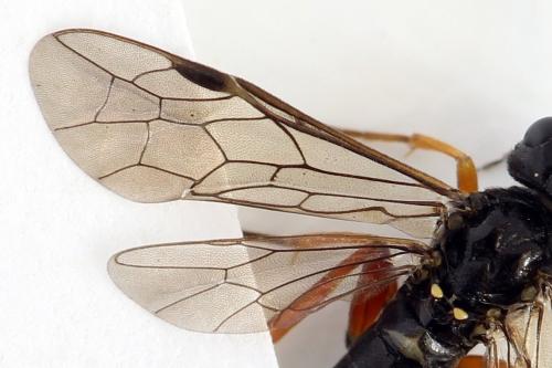 Emphytus truncatus