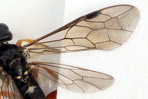 Emphytus truncatus