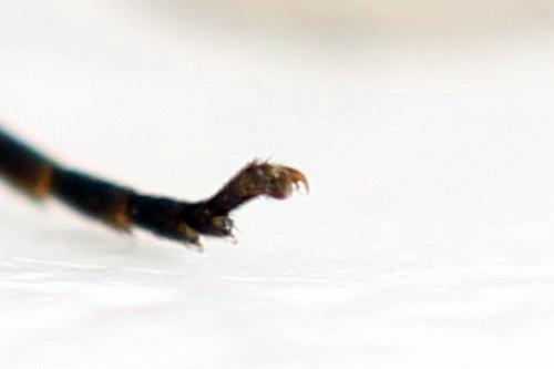 Emphytus truncatus