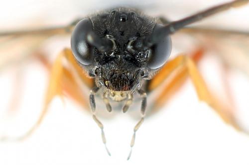 Emphytus truncatus