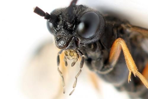 Emphytus truncatus
