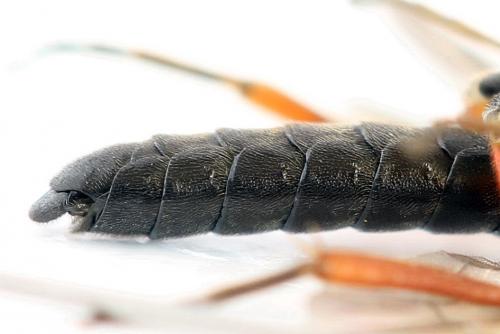 Emphytus truncatus