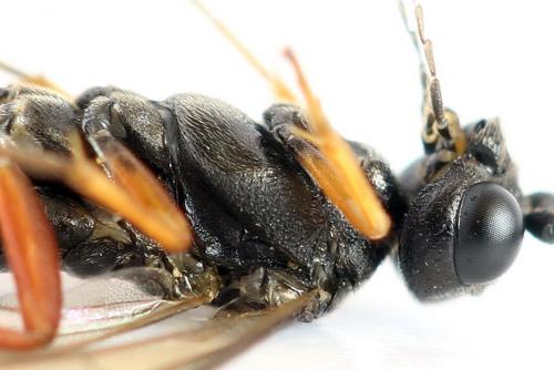 Emphytus truncatus