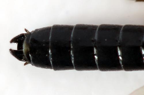 Emphytus truncatus