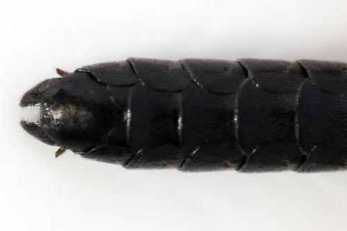 Emphytus truncatus