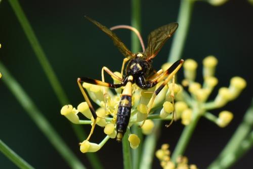 Réf. 292 830 : Acroricnus seductor