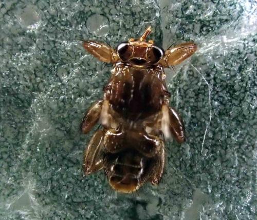 Lipoptena cervi