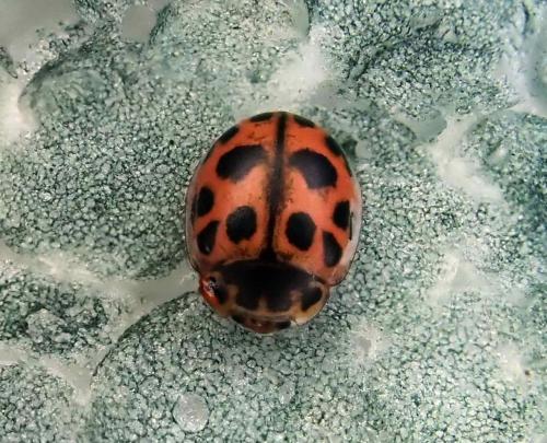Réf. 292 950 : Oenopia conglobata