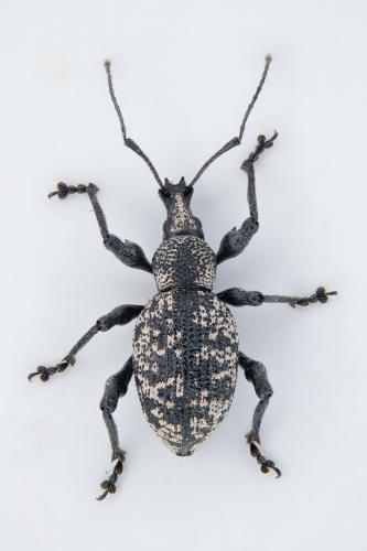 Réf. 292 255 : Otiorhynchus corruptor