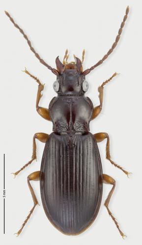 Réf. 292 598 : Patrobus atrorufus