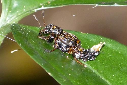 Leistotrophus versicolor