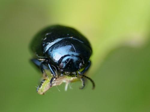 Réf. 292 954 : Chrysolina haemoptera
