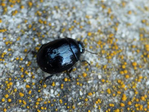 Réf. 292 955 : Chrysolina haemoptera