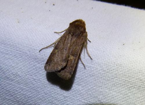 Xestia xanthographa