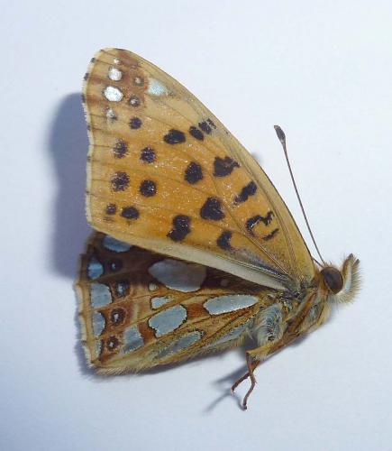 Issoria lathonia