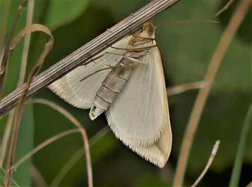 Réf. 292 183 : Rhodometra sacraria