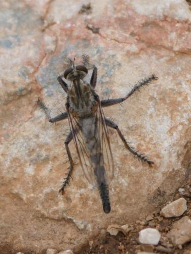 Réf. 292 600 : Machimus rusticus