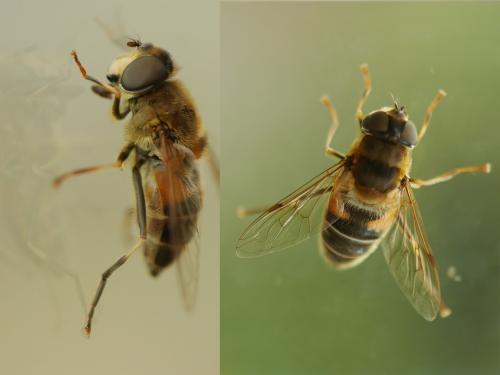 Réf. 292 862 : Eristalis pertinax
