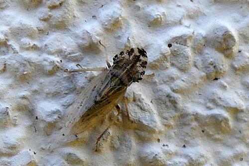Réf. 292 623 : Eupelix cuspidata