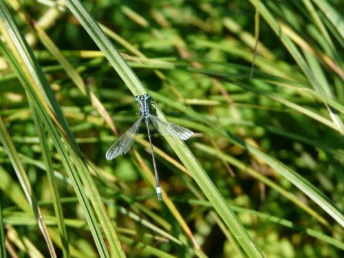 Ischnura elegans
