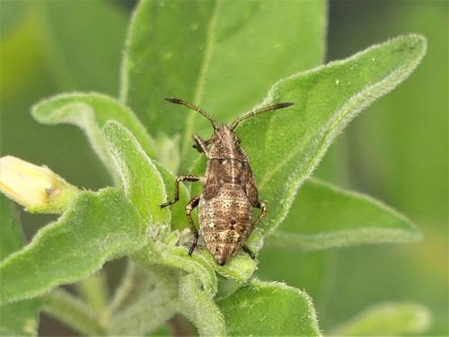 Stictopleurus sp.