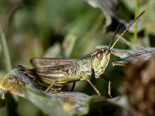 Réf. 292 694 : Pseudochorthippus parallelus
