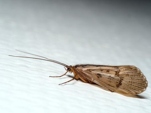 Réf. 292 660 : Halesus radiatus