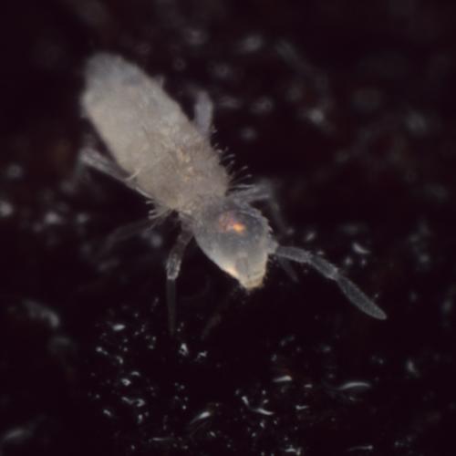 Réf. 292 884 : Coecobrya tenebricosa