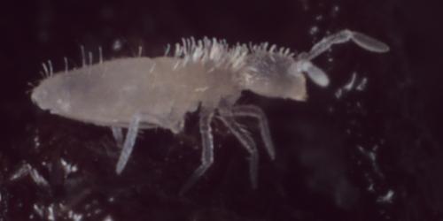Coecobrya tenebricosa