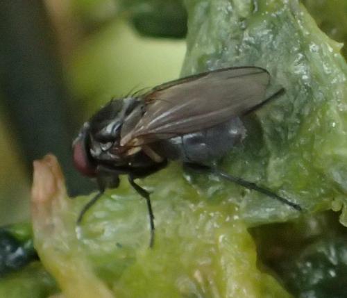 Réf. 292 674 : Fannia sp.