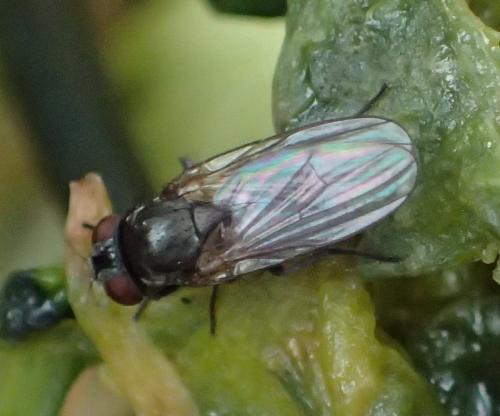 Fannia sp.