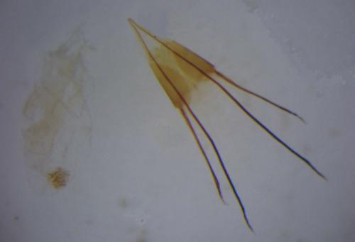Homoeosoma nebulella