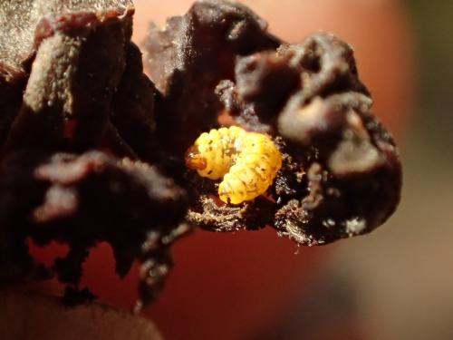 Attelabus nitens