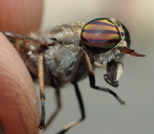 Réf. 292 453 : Tabanus exclusus
