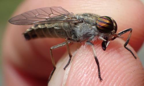 Réf. 292 454 : Tabanus exclusus