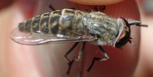 Réf. 292 455 : Tabanus exclusus