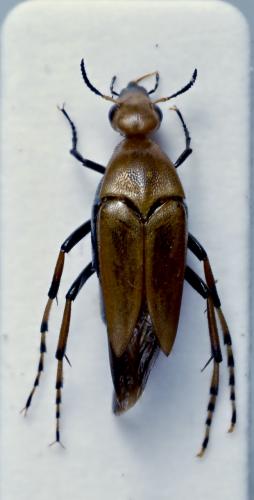 Macrosiagon ferruginea