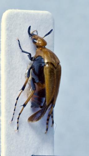 Macrosiagon ferruginea