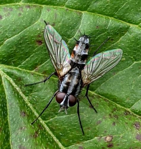 Réf. 292 835 : Mintho rufiventris