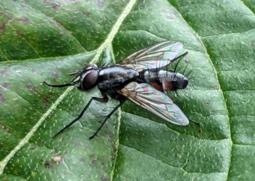 Réf. 292 841 : Mintho rufiventris