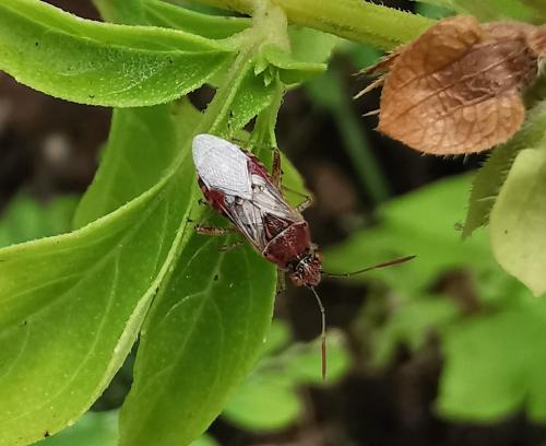 Liorhyssus hyalinus