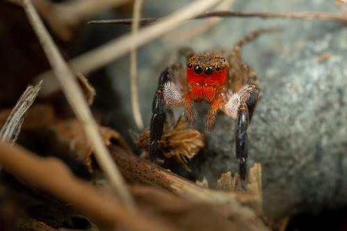Réf. 292 929 : Euophrys rufibarbis