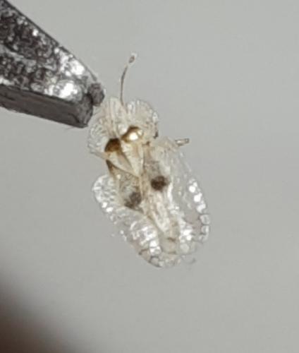 Corythucha ciliata