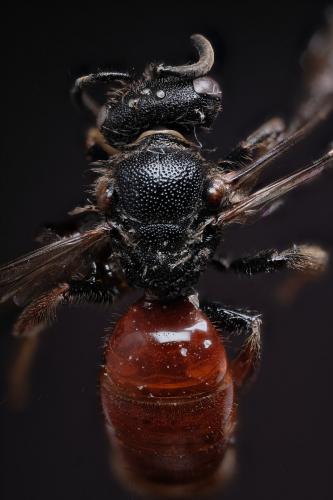 Sphecodes sp.