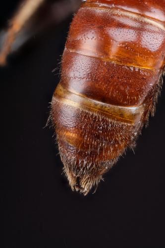 Sphecodes sp.